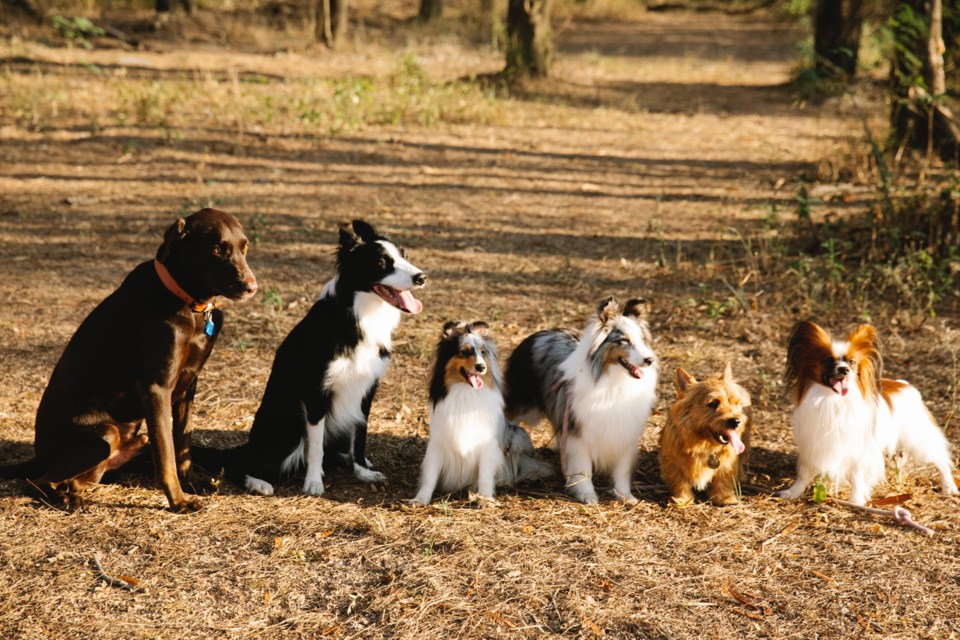 202309210-dogs-pexels-blue-bird