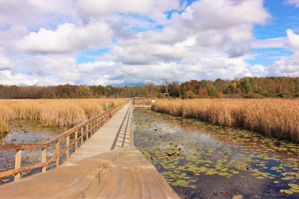The marsh's main boardwalk, which executive director notes: "This is the one most people think of when they think of Wye Marsh."