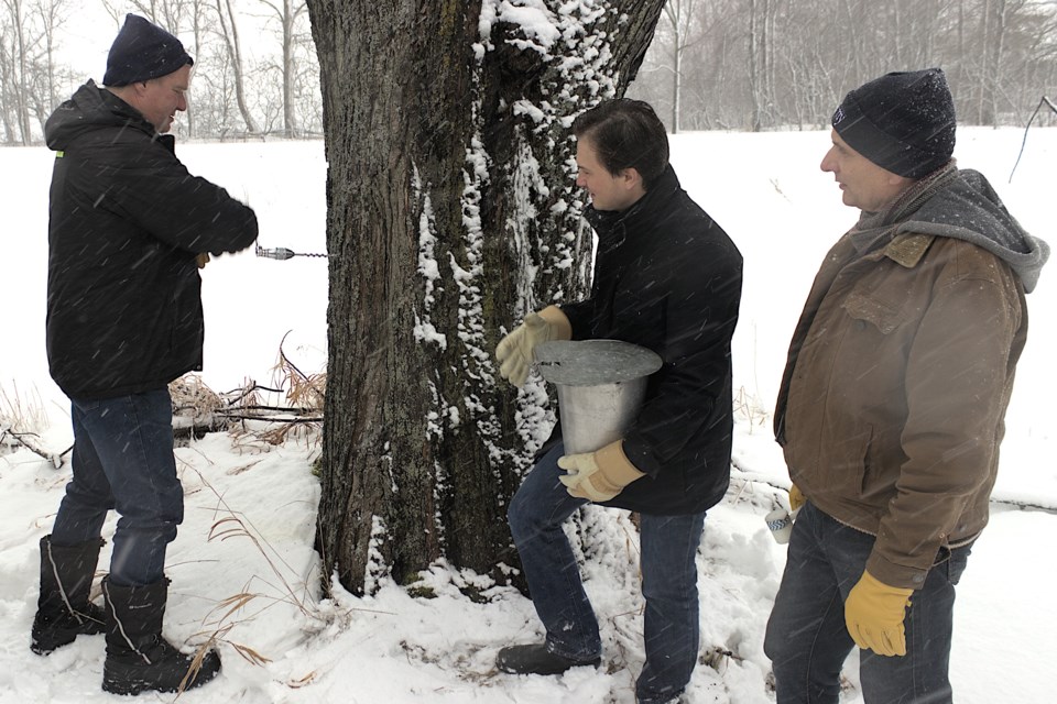 Tiny Township Mayor Dave Evans (left) chose the traditional method of hand drilling a maple tree during the first tapping of the year at Williams Farm in Tay Township. Ready to help were Simcoe North MP Adam Chambers (centre) and Tiny Coun. Dave Brunelle with a bucket and a mallet respectively.