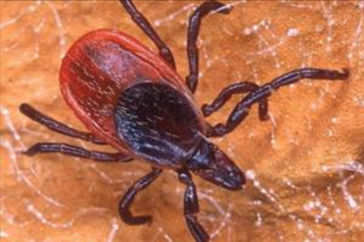 Acton pet groomer warns of early-season spike in ticks found on dogs