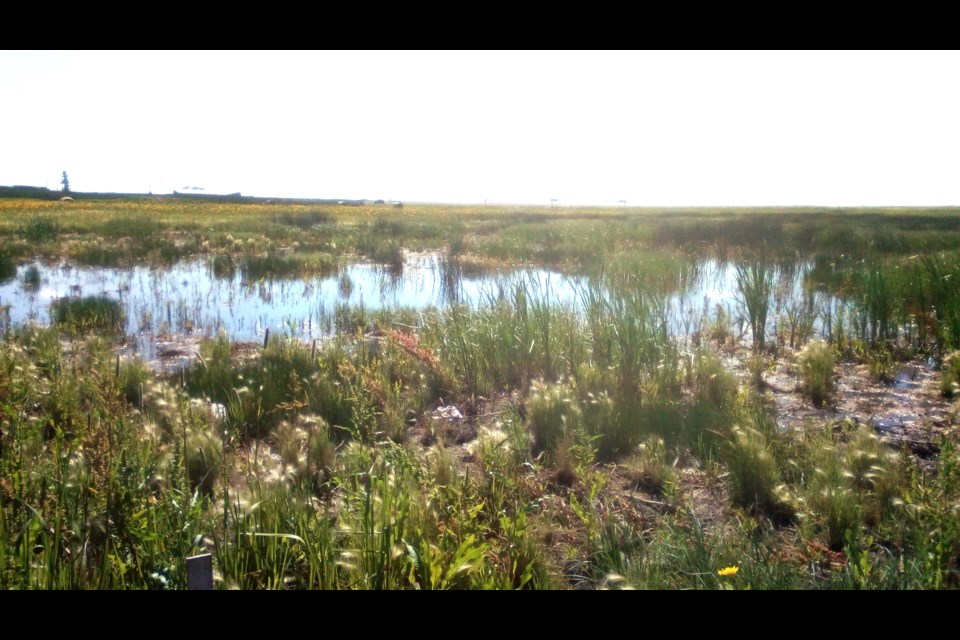 The Riverhurst Wetlands Project is aiming to revive an area near the village’s entrance to a healthy state, boosting the ecosystem and create a flood management option for residents. 