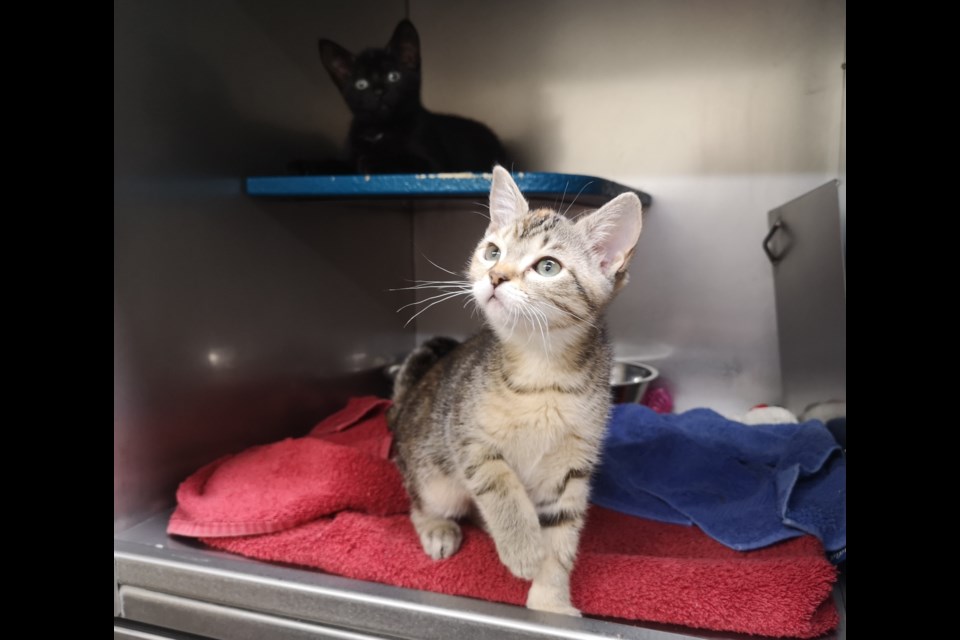 Arya (left) and Sansa (right) are now up for adoption at the Moose Jaw Humane Society after being rescued from a sealed box earlier this winter.
