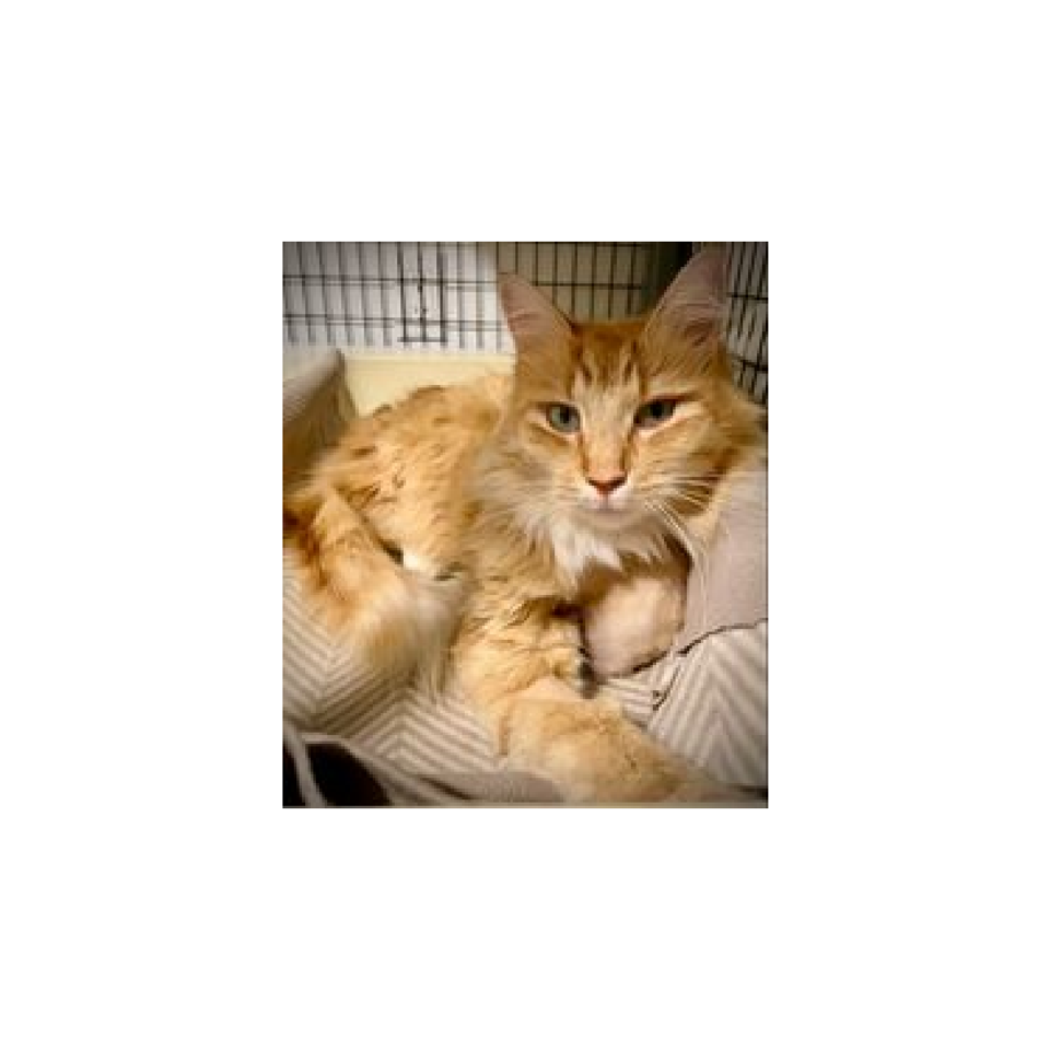 Boh the cat