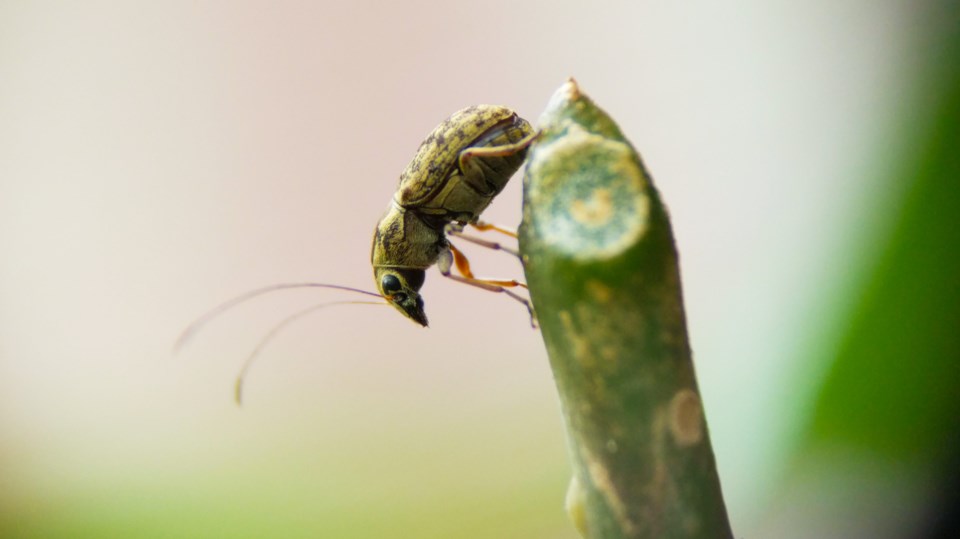 2019-03-30 Pea leaf weevil