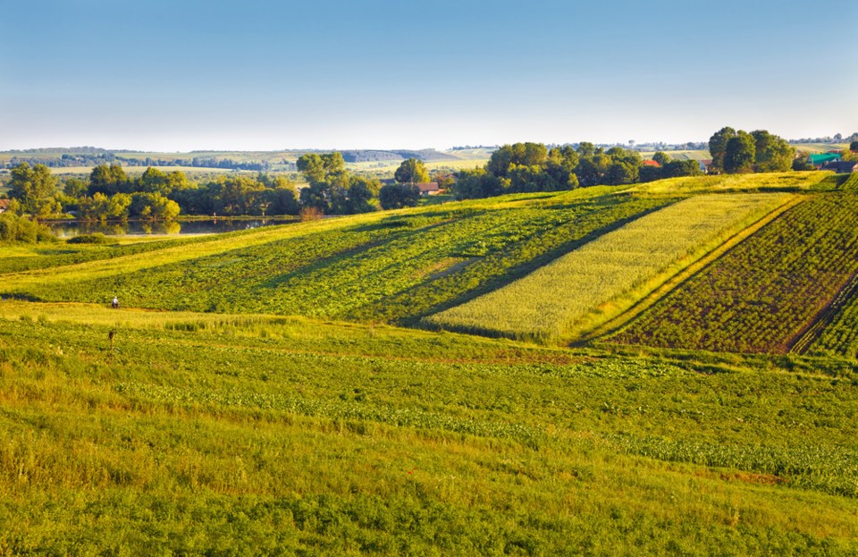 ag fields stock