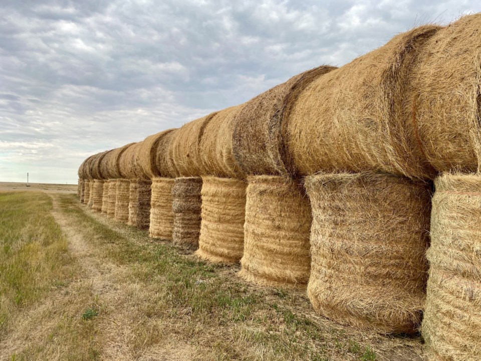 agriculture hay bales stacked