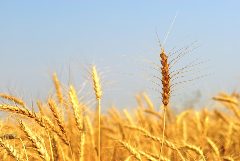 wheat-field-stock