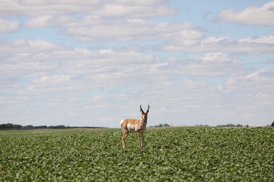 antelope in soybean field photo by ron walter