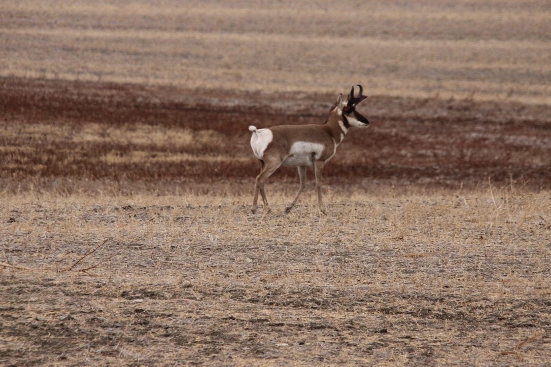 Los valores de las tierras agrícolas continúan con una tendencia alcista