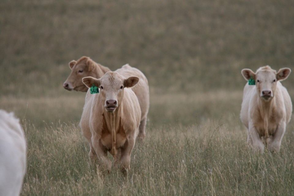 beef exports oct 2019 ron photo