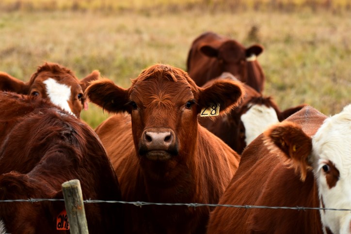 beef farming cows getty images