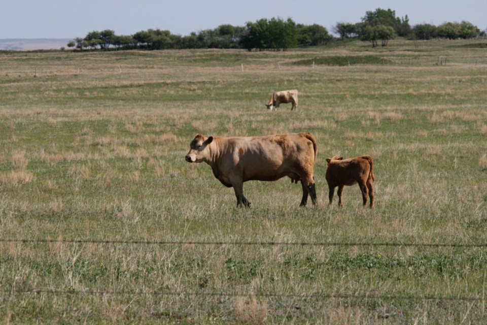 beef farming