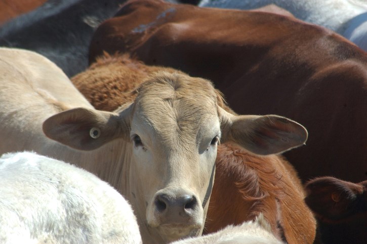 beef production getty images