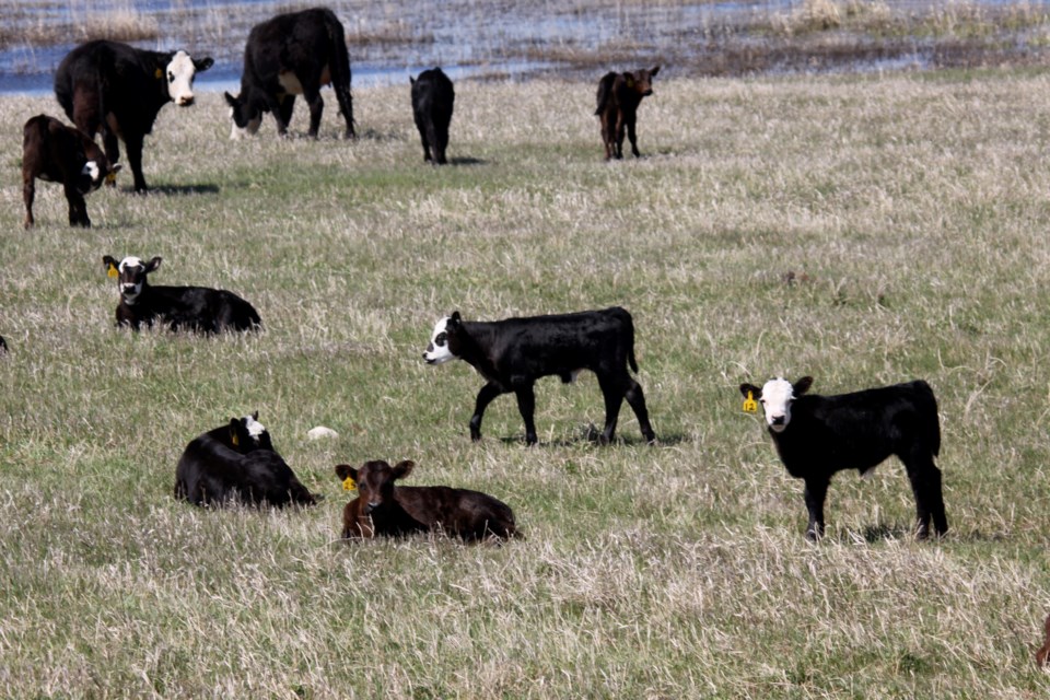 beef production photo by ron walter