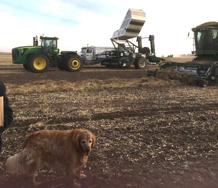 Harvesting pulse crops. Photo courtesy Terry Brennan
