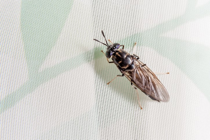 black soldier fly getty images