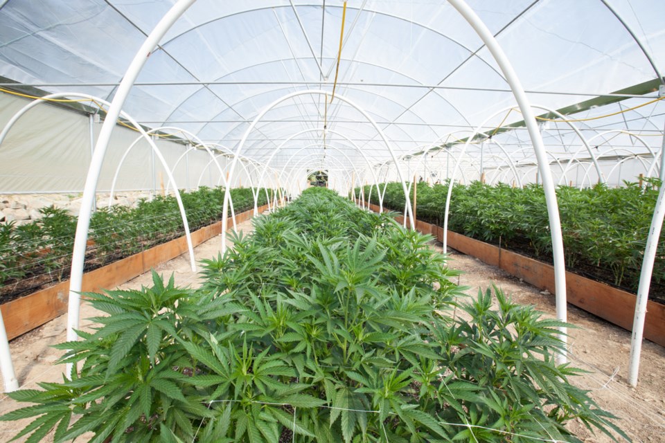 cannabis production shutterstock