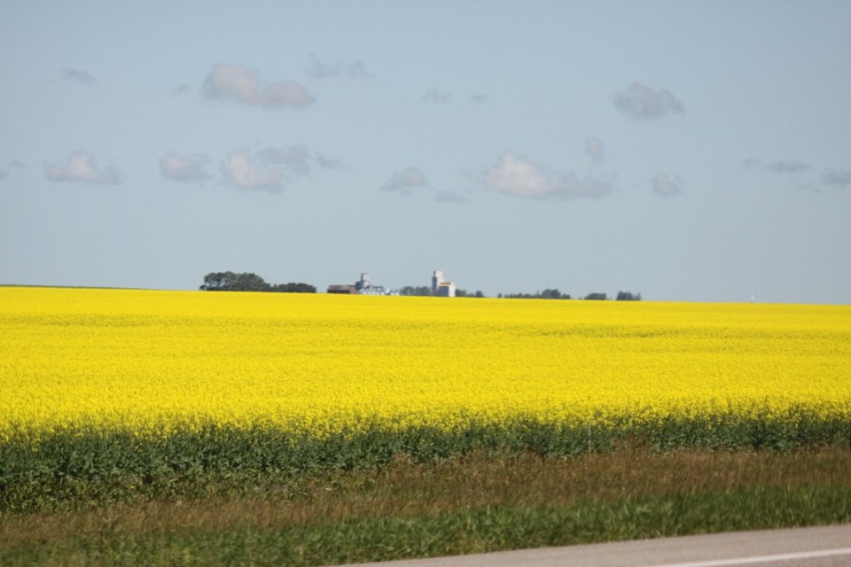 canola crop field ron