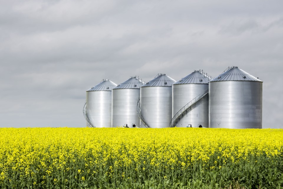 canola field and bins