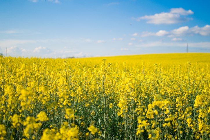 canola field askatchewan getty images