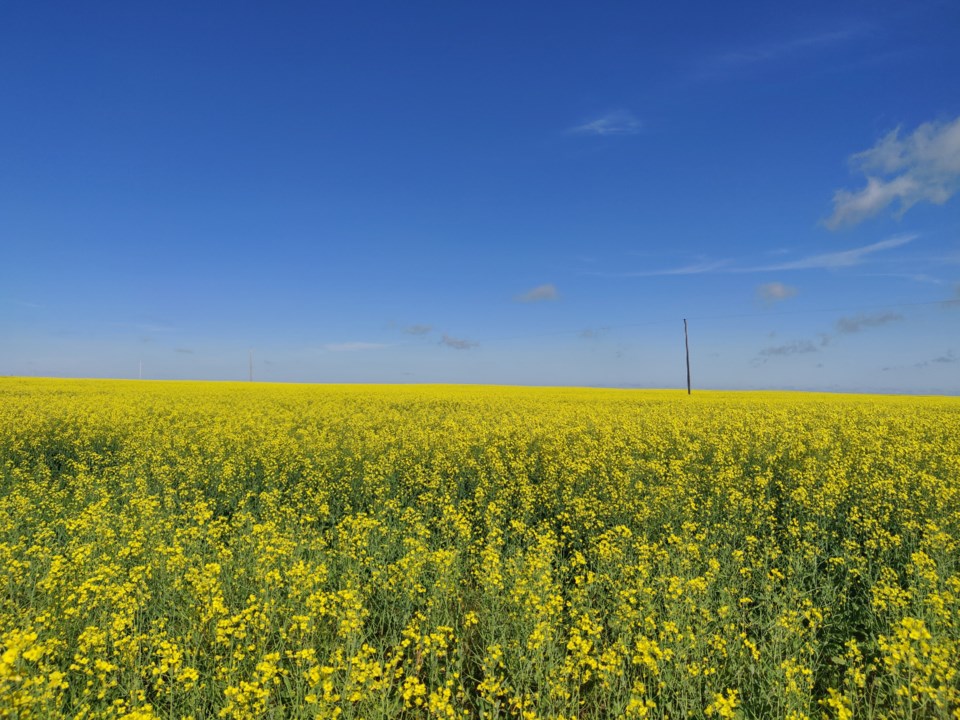 canola field gov of sk