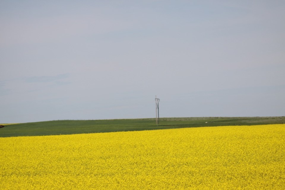 canola field ron photo dec 2020