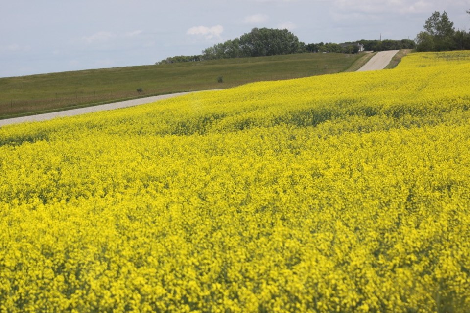 canola-field-ron-walter