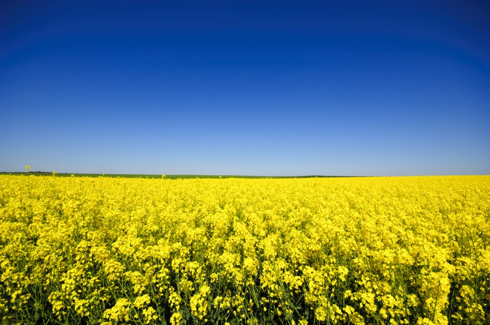 canola field shutterstock