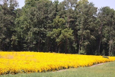 canola-in-blood