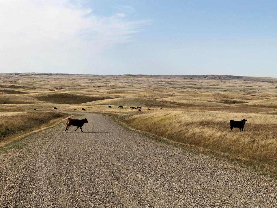 cattle herd in cypress hills