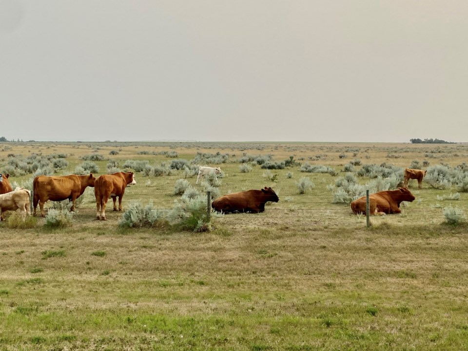 cattle photo central butte