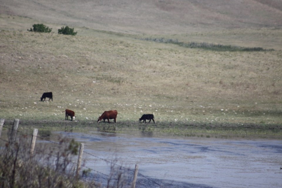 cattle-ron-walter