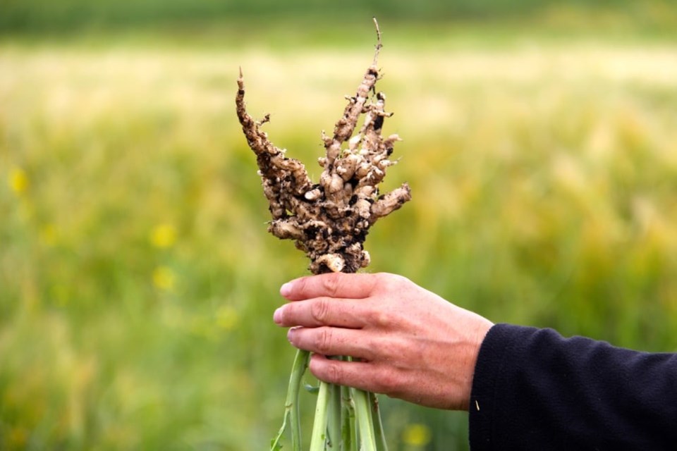 Canola Clubroot