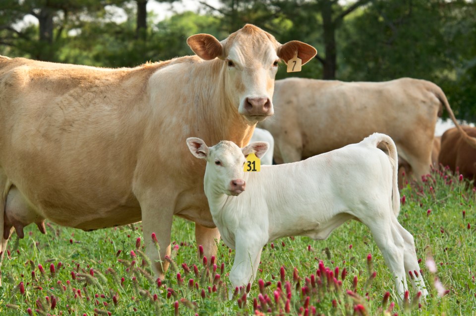 cow and calf shutterstock