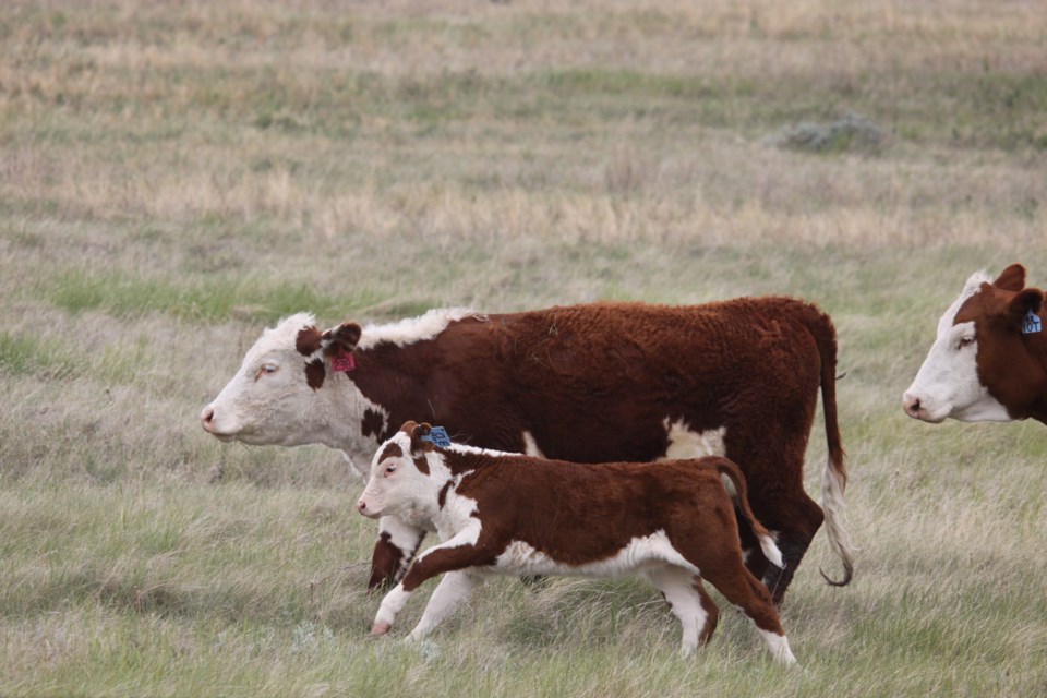 cow-and-calf