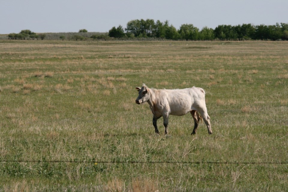 cow in field by ron walter