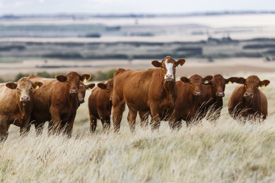 cows in field stock