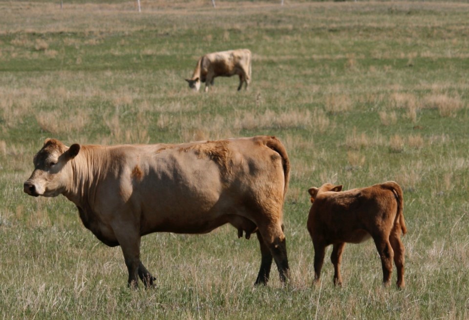 cows-in-field