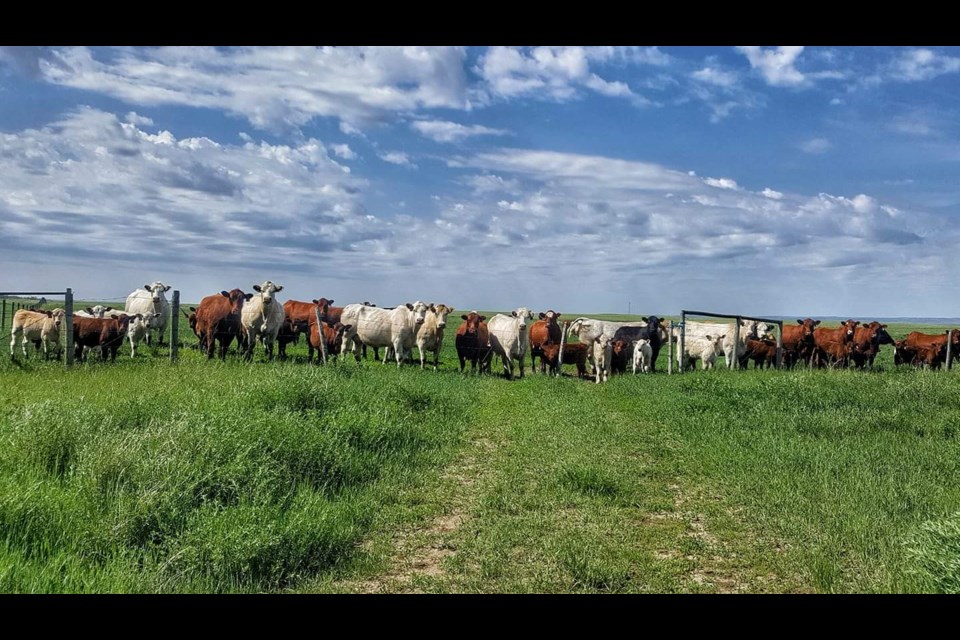 Kelly and Julie-Ann Howe from Moose Jaw were the featured farmers for Agriculture Month celebrated in 2018 and run their farm Bar Over 3H Livestock.  