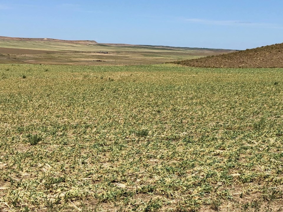 crop in poor condition south of assiniboia summer 2021