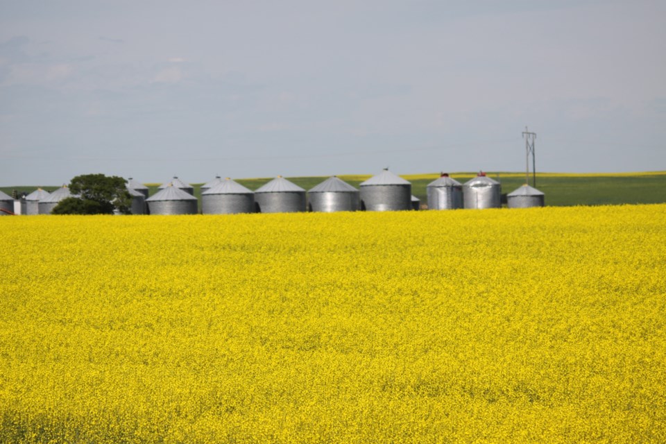 crop report ron july 2019