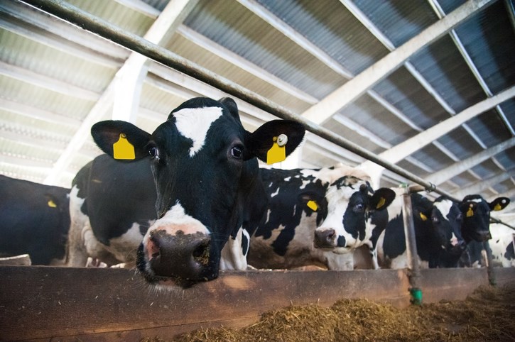 dairy cows getty images