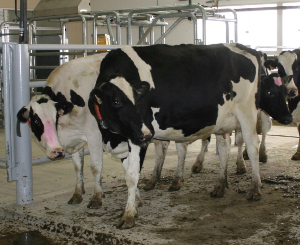 dairy farming in sk ron photo