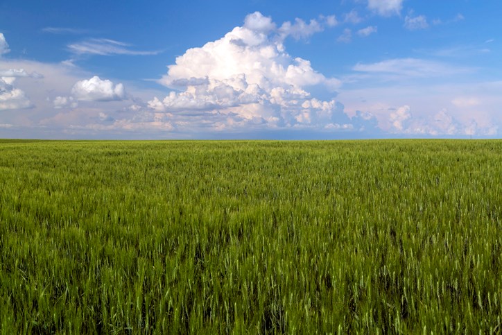 emerging field getty images