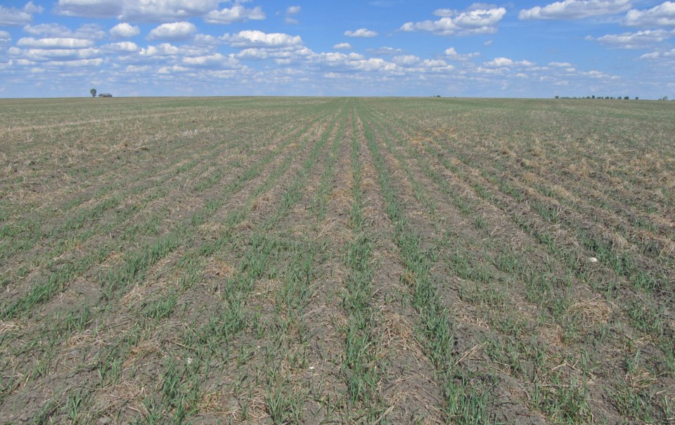 Emerging wheat supplied