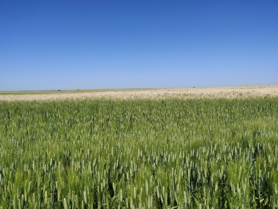 farmers field crop report aug 2019