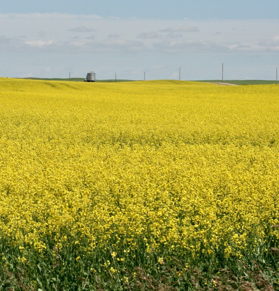 farmscene0724