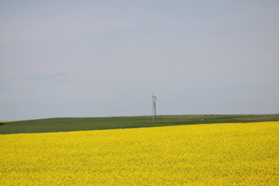 field of canola sept 2019