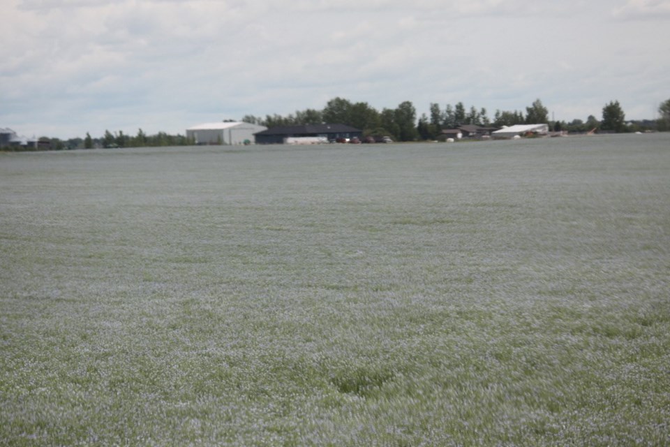flax field near moose jaw ron photo