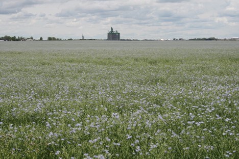 flax-field-ron-walter